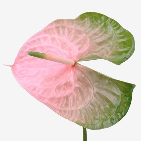 ANTHURIUM AVO GABRIELLA X X16